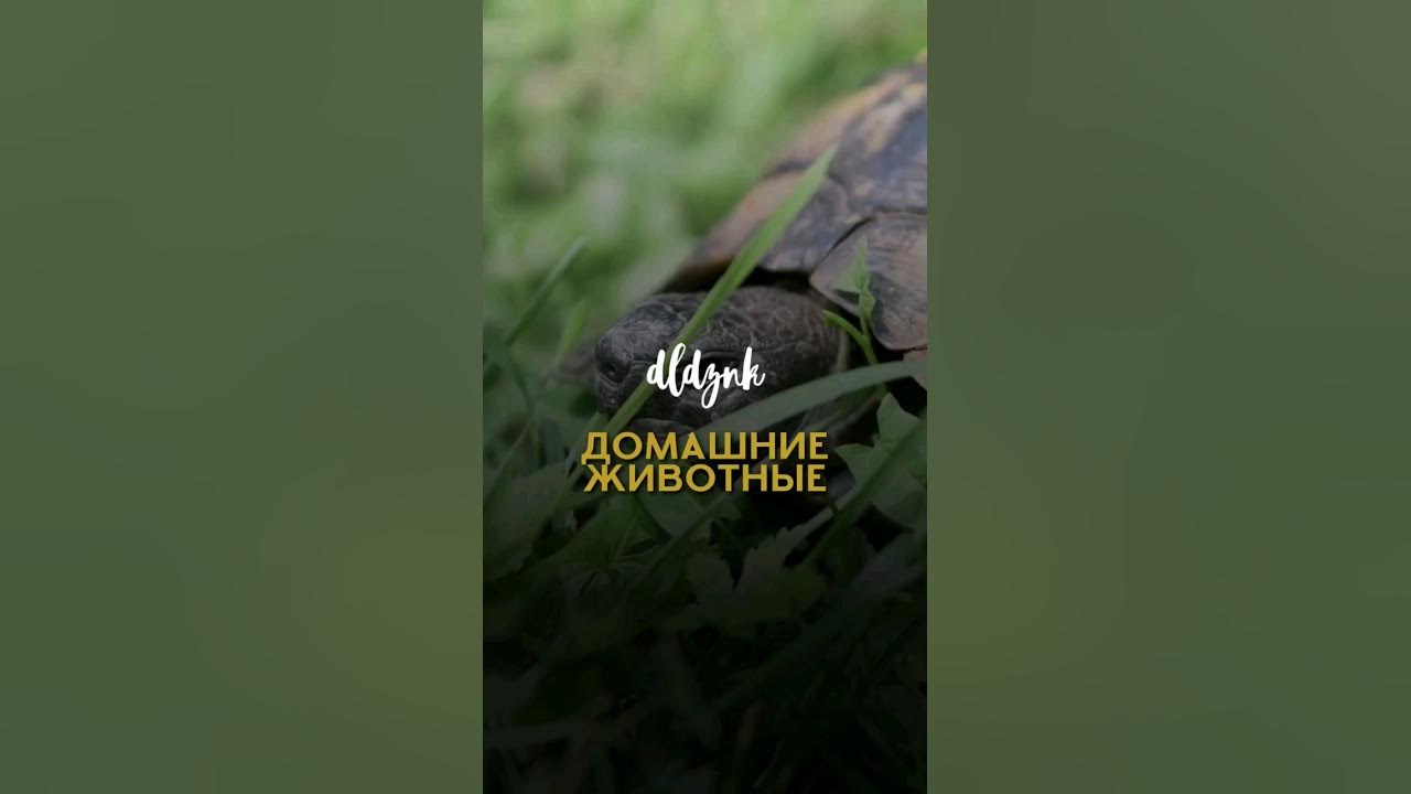 Общие преимущества домашних животных - YouTube