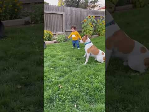 أطفال مشاغب وقطط هتضحك كوميديات  