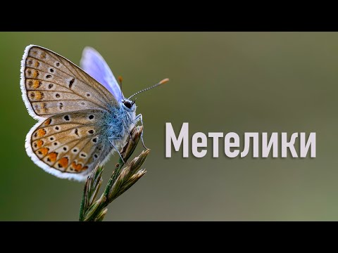 Метелики та інші комахи Дика природа Вінниччини