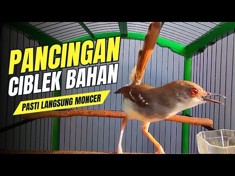 Burung Ciblek Semi Gacor NGEBREN Variasi cocok Untuk Masteran Ciblek dan Pancingan Ciblek BAHAN