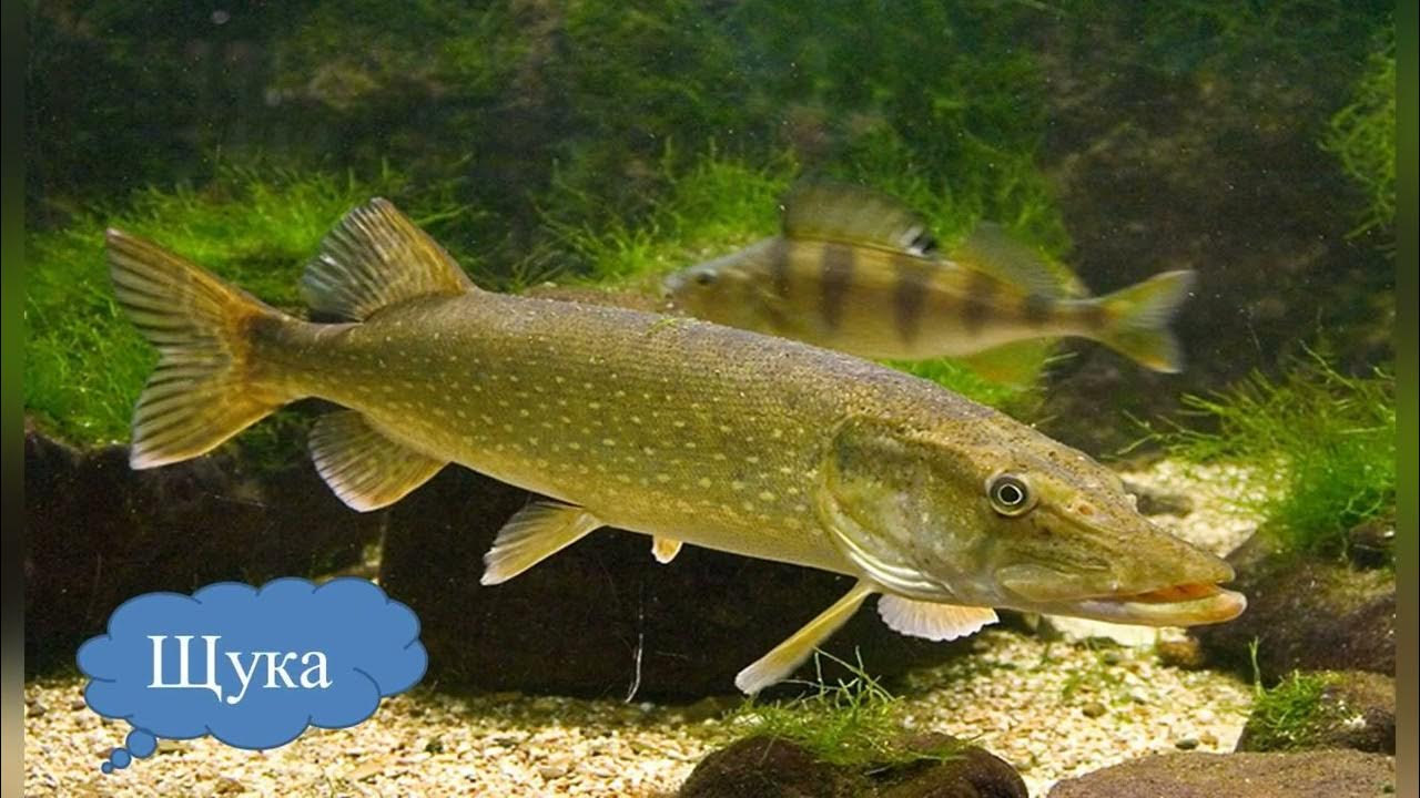 Щука в саратовской области. Обыкновенная щука (Esox Lucius). Вид обыкновенная щука - Esox Lucius. Рыба щука Esox Lucius. Красноперая щука Esox americanus.