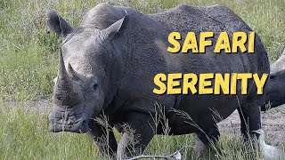 Safari Serenity: Relax with South African Wildlife in All Its Majesty