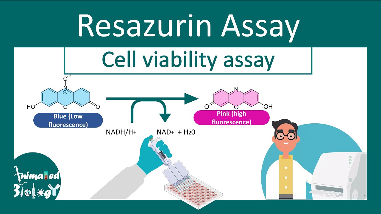 Resazurin Cell Viability Assay Why Resazurin Assay Is Performed Resazurin Cell Viability Assay Why Resazurin Assay Is Performed