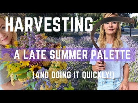 Harvesting flowers for a dried bouquet that holds its color!