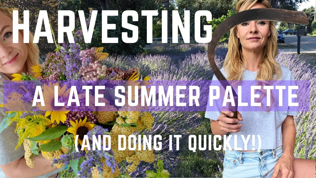 Harvesting flowers for a dried bouquet that holds its color!