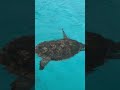 Turtle #turtle