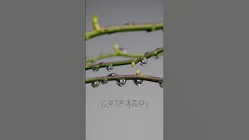 ما تيسر من #سورة_القمر للقارئ #أحمد_خضر #قرآن_كريم