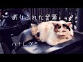 ありふれた言葉 / ハナレグミ 【covered by 田中亮二】
