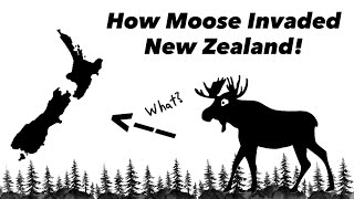 New Zealand’s Secret Moose Population Explained!