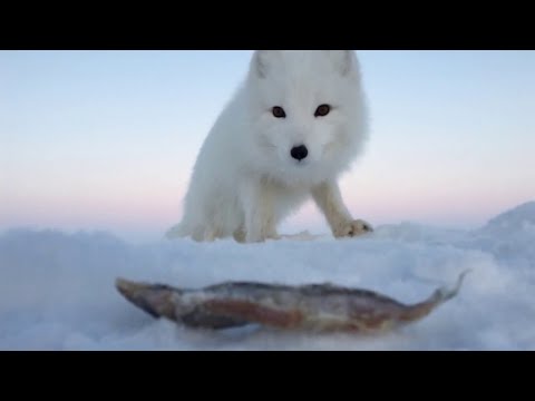 ПЕСЕЦ В ДЕЛЕ! КРАСИВЫЙ НО ОЧЕНЬ ХИТРЫЙ ХИЩНИК