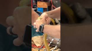 When You Learn How To Catch A Snake On Youtube