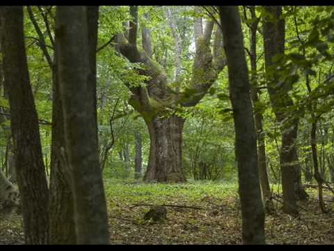 Bulgarian kaba gaida. Just listen!