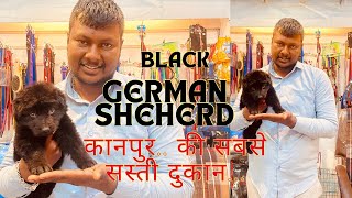 BLACK GERMAN SAPPERD DOG | काला कलर का जर्मन शेफर्ड का डॉग..| सलोनी पेट शॉप कानपुर #germanshepherd by SALONI PET SHOP KANPUR 703 views 2 months ago 5 minutes, 44 seconds