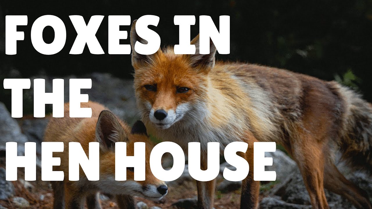 Foxes in the Hen House: March 27, 2022 Worship Livestream
