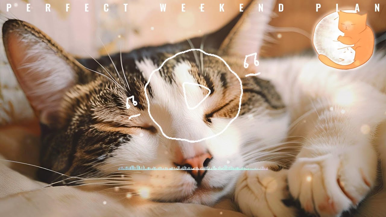 【貓咪放鬆音樂】貓咪聽音樂放鬆心情 減壓減焦慮 幫肋睡眠更有效