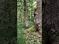 jungle shorts video #nature