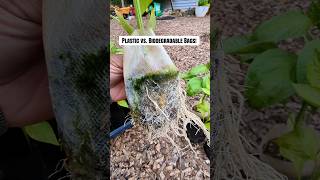 Plastic vs BIODEGRADABLE Bags (The Results Will Shock You!) 🤯