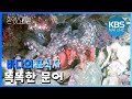 위장의 귀재 문어! 환경스페셜 ‘문어’ / KBS 20120314 방송