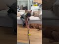 Teaching A PUSHY PUPPY How To Settle 😩