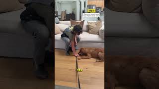 Teaching A PUSHY PUPPY How To Settle 😩