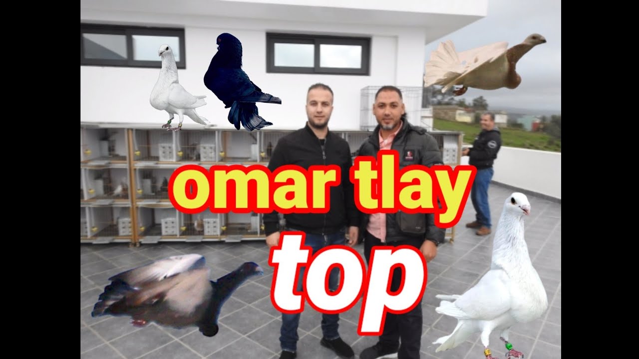 توليعة مع الأخ omar tlay ماشاء الله حمام في المستوى top top 😍😍😍😍