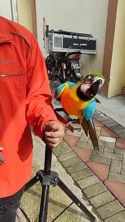 menjinakkan burung macaw liar