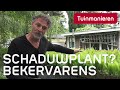 De struik of bekervaren schaduwplant  tuinieren  tuinmanieren