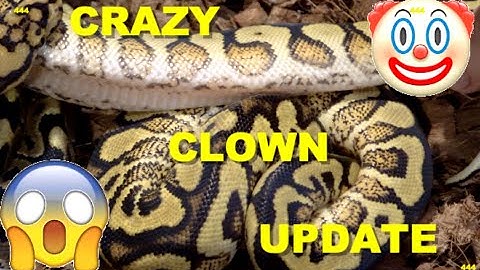 Vanilla Spotnose Asphalt/Yellowbelly Clown Clutch Update