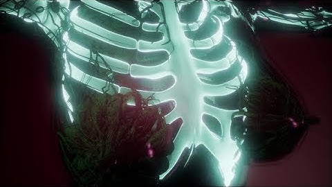 Human Body with Visible Skeletal Bones | Motion Graphics - Videohive template