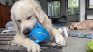 Lewis Speelt Met De Dolfijn Uit De Vakantiebox Van Snuffelbox