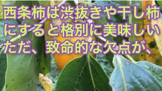 西条柿は渋抜きや干し柿にすると格別に美味しい❗️ただ、致命的な欠点が、、、＃焼酎　＃ドライアイス