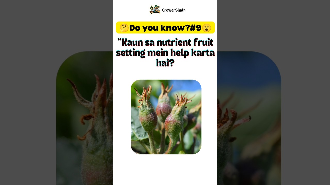 Fruit Setting in Fruits and Vegetables🍎🫑 