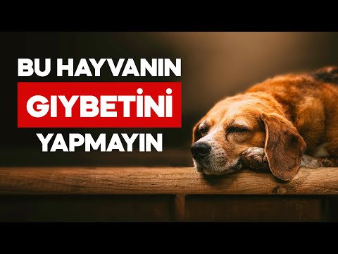 Bediüzzamanın Gıybet Ölçüsü!