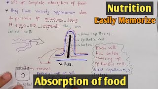 Absorption of food in small intestine | Villi | Class 11 Biology