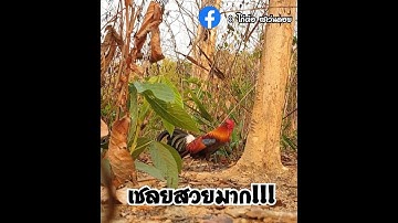 ต่อไก่ป่า เชลยสวยมาก / Red Junglefowl / Cuab qaib qus 2020. [ SevenDoY ]