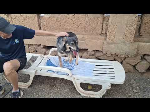 Bentor video