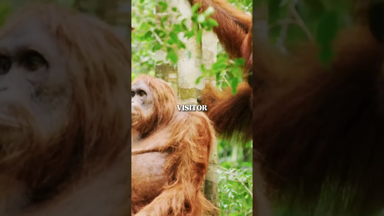 Robot Spy Fooling Orangutans—Until They Reveal a Shocking Secret!