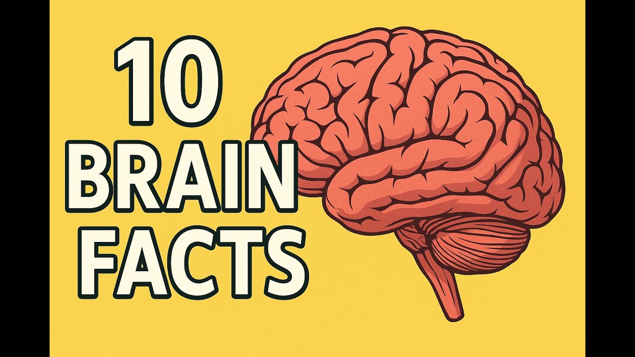 Brain Facts Revealed - YouTube