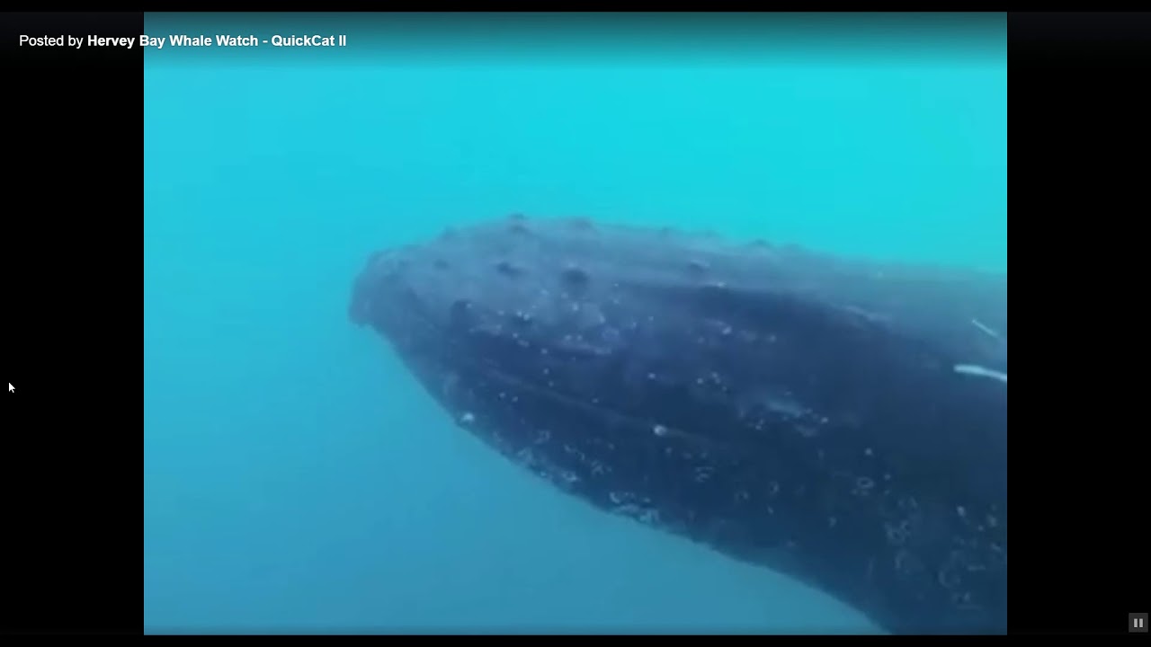 whale blinking - YouTube