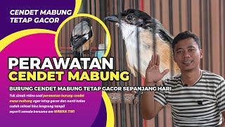 Perawatan Cendet Dewasa Masa Mabung Tetap Gacor