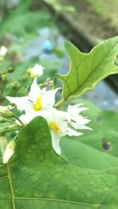 Solanum torvum,  Cepokak, Rombang , Terong pipit atau Tekokak