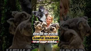 Koala Tidur 22 Jam Sehari?! 😱🐨