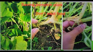 We Are The Pumpkin-Vine Pecker -Saving Pumpkin Plant From Pumpkin Worms - A Good Lesson For Our Kids