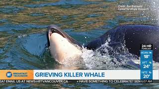 Grieving orca won't let go of calf