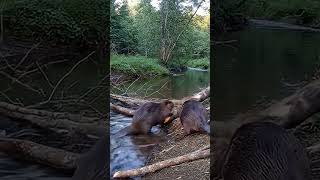 this beaver dam stops predators dead #wildlife #engineering