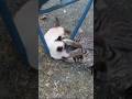 【いなか猫、過去動画の切り抜き（143）】 #いなか猫 ＃猫の喧嘩＃shorts