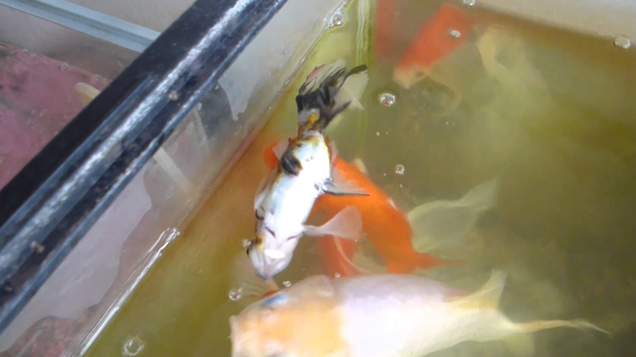 病魚 たちの今日 いろは にほへと