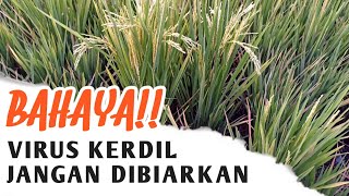 Jangan Dibiarkan, Cara Mengatasi Virus  Padi Kerdil