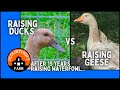 Raising ducks vs raising geese  some thoughts after 15 years of raising waterfowl