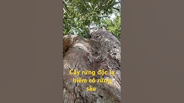 Cây rừng độc lạ hiếm có rừng sâu.l Sinh Tồn Tây Nguyên.
